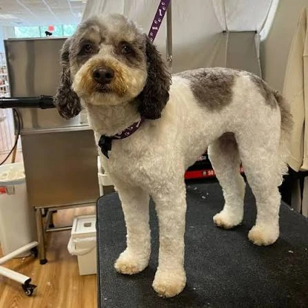 A freshly groomed gray and white curly-coated dog standing on the grooming table
