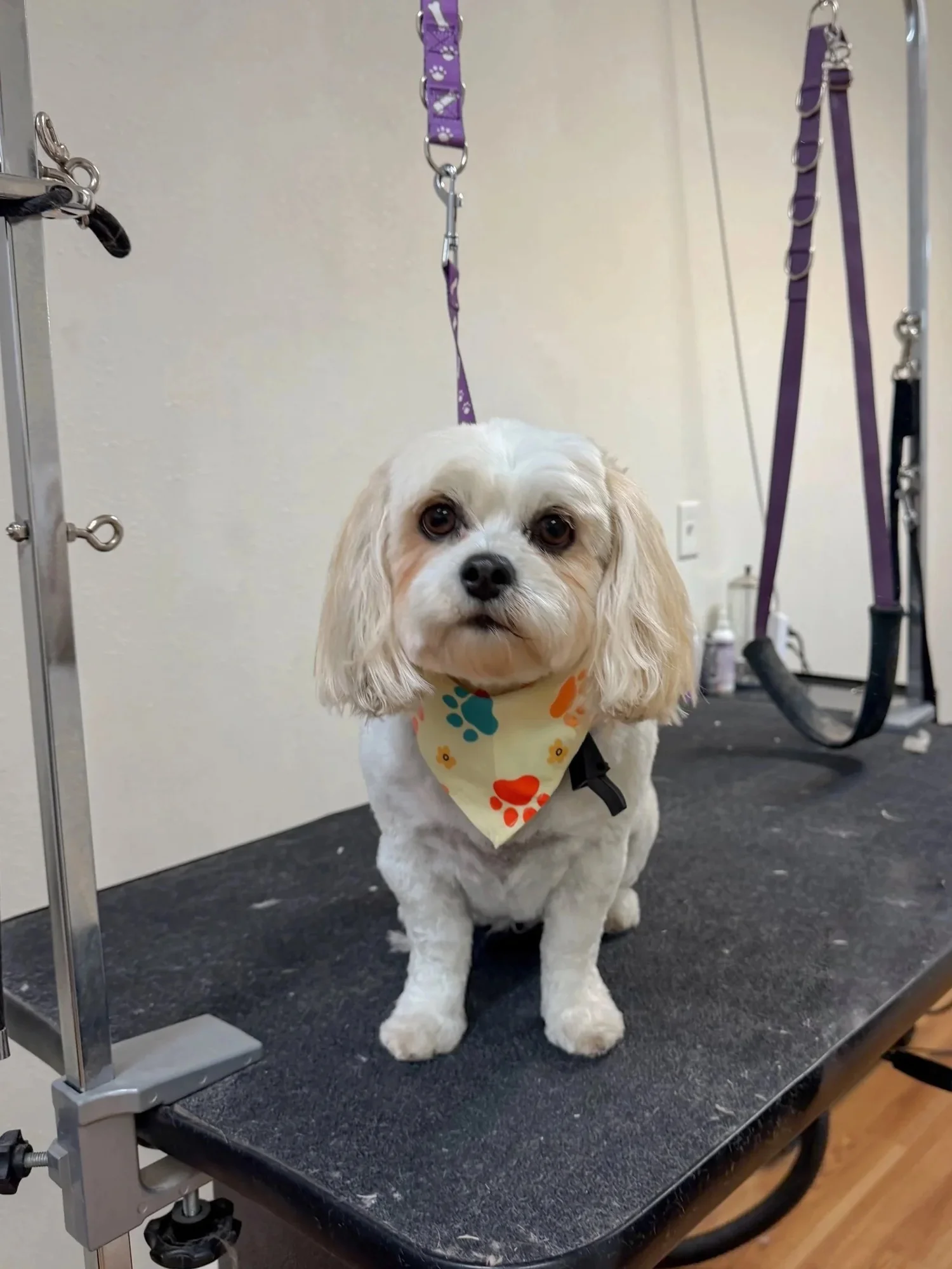 A small white dog in a paw-print bandana sitting on the grooming table after a groom